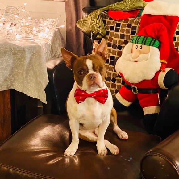 Meet your Posher, Malia - Picture 2 of 8